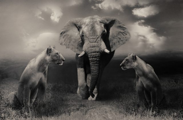elefantogløver