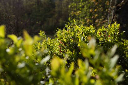 Odinbilder, Odin bild